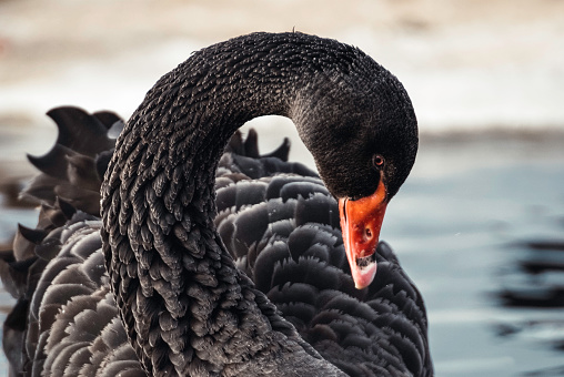 Black Swan in a suburban lake.  Cygnus atratus Australia Brisbane