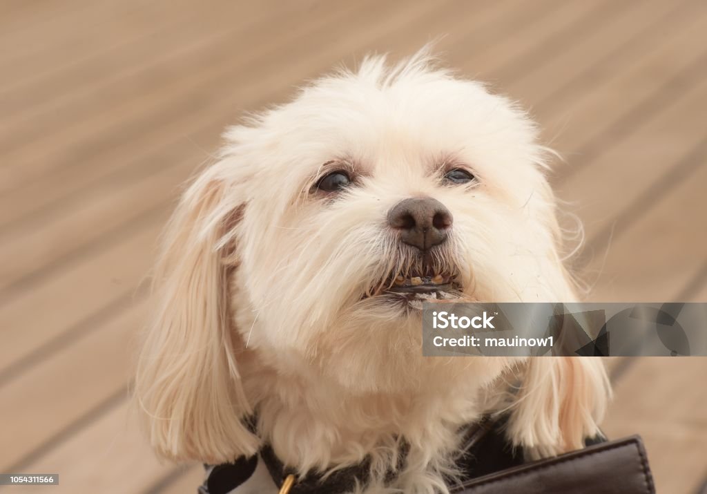 Havanese Dog crossing the Atlantic Havanese Stock Photo