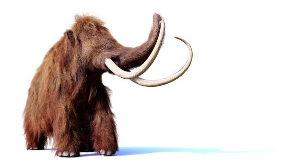 istock woolly mammoth, prehistoric mammal isolated with shadow on white background 1054311926