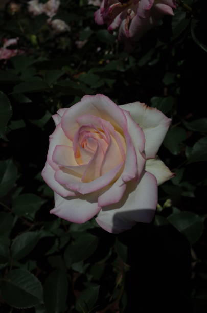istock Rose - White and Faint Pink 'Miwaku' 1054313848