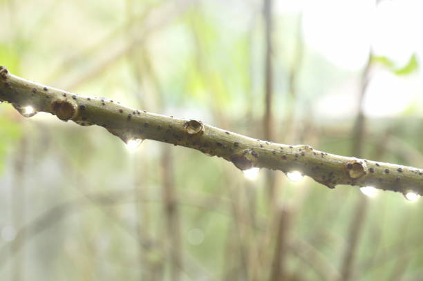 drop of water on star gooseberry branch in garden