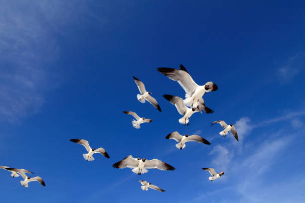 istock Group of flying seagulls over blue clear sky 1054322548