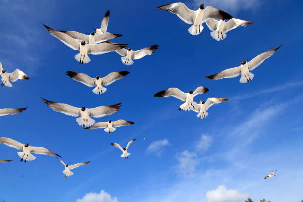 istock Group of flying seagulls over blue clear sky 1054322554