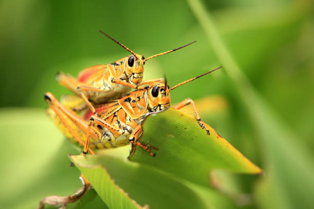 istock Close up orange colored two grasshoppers on green leaf 1054322670