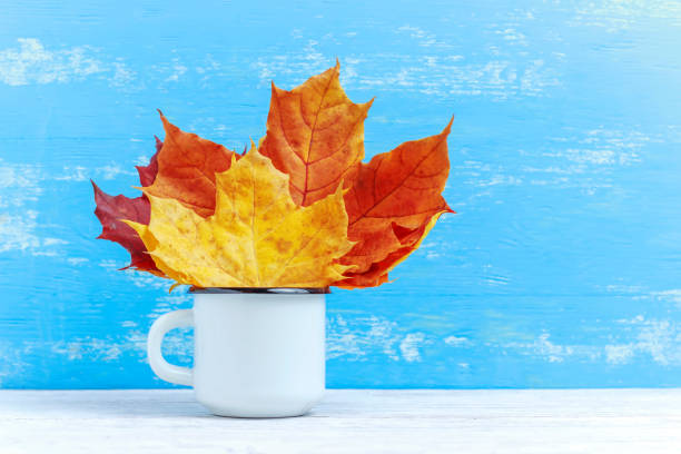 istock White mug with autumn maple leaves. Autumn background with copy space. 1054323196