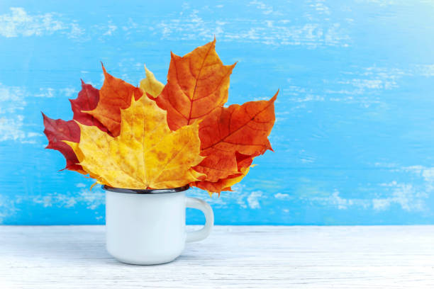 istock White mug with autumn maple leaves. Autumn background with copy space. 1054323234