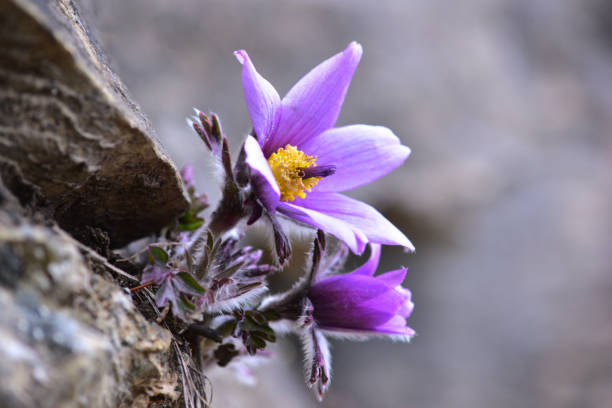 Donggang Hami Flower Growing in Donggang, Yeongwol, Gangwon-do