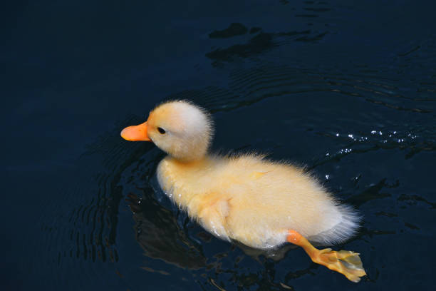 istock High Angle View Of Duckling Swimming In Lake 1054326584