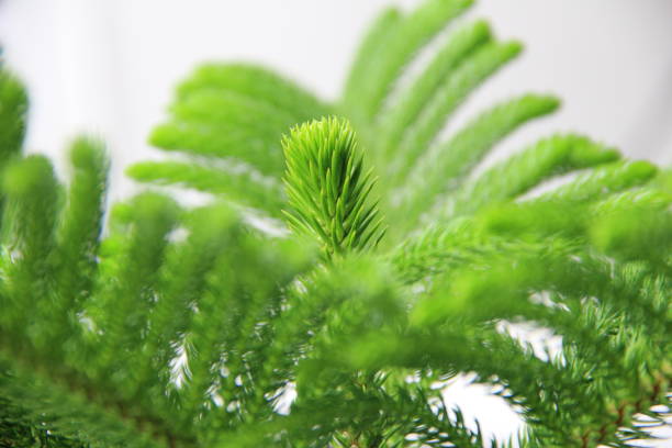 Norfolk island pine Close-up Norfolk island pine araucaria heterophylla stock pictures, royalty-free photos & images