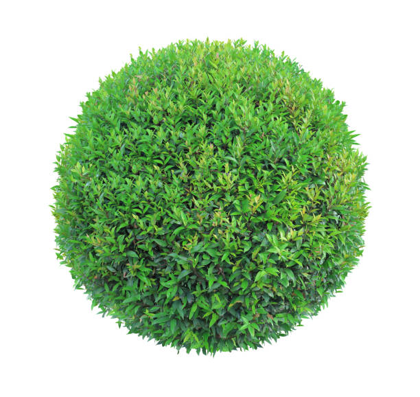 istock Round shape clipped topiary tree isolated on white background for formal Japanese and English style artistic design garden 1054347848