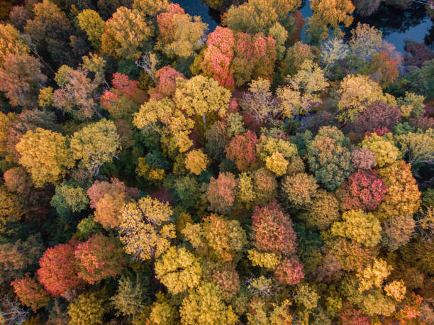 istock Aerial view to the colourful autumn forest 1054348566