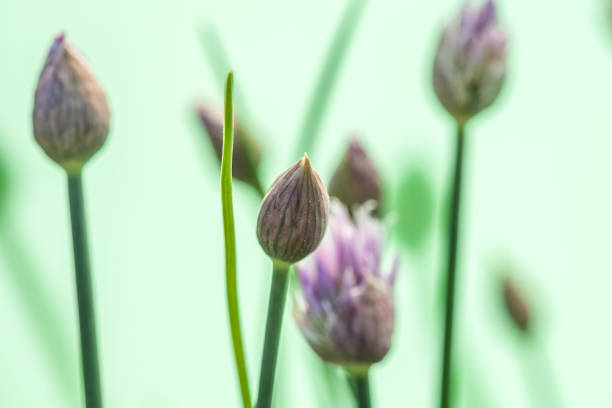 Chives - buds and flowers different buds as well as the shadows of other buds in the background schnittlauch stock pictures, royalty-free photos & images