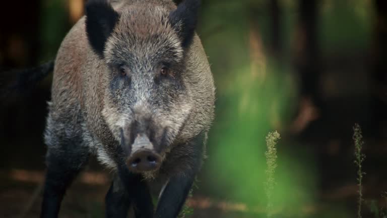 3,979 Wild Pig Stock Videos and Royalty-Free Footage - iStock | Wild pig hungary, Wild pig new zealand, Wild pig white background 3,979 Wild Pig Stock Videos and Royalty-Free Footage - iStock | Wild pig hungary, Wild pig new zealand, Wild pig white background