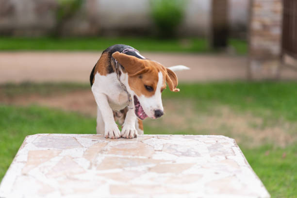 istock puppy beagle dog jumping on the table 1054364886