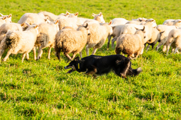 istock A trained sheepdog herding a flock of sheep 1054365464