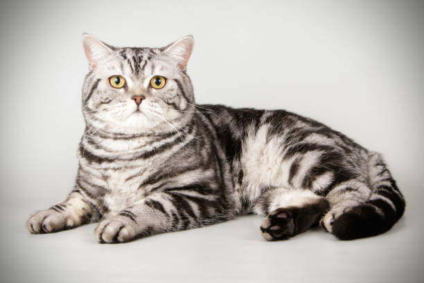 istock scottish straight shorthair cat 1054366624