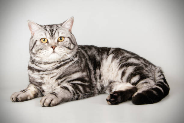 istock scottish straight shorthair cat 1054366626
