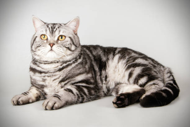 istock scottish straight shorthair cat 1054366630