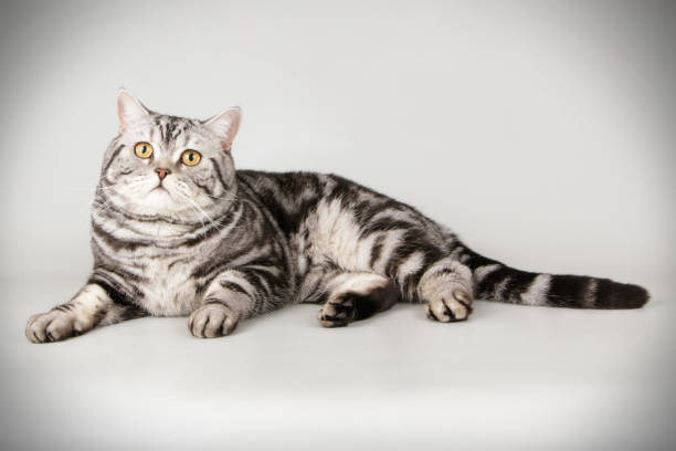istock scottish straight shorthair cat 1054366644
