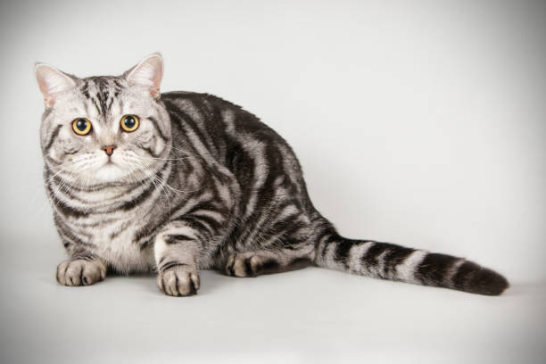 istock scottish straight shorthair cat 1054366652