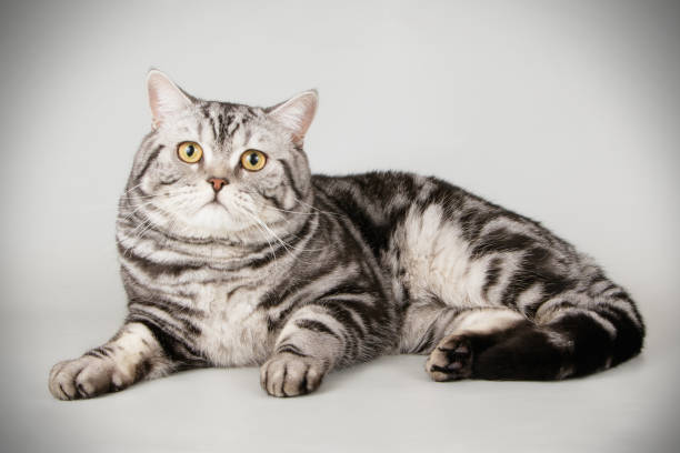 istock scottish straight shorthair cat 1054366658