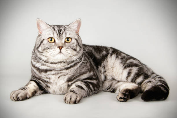 istock scottish straight shorthair cat 1054366662