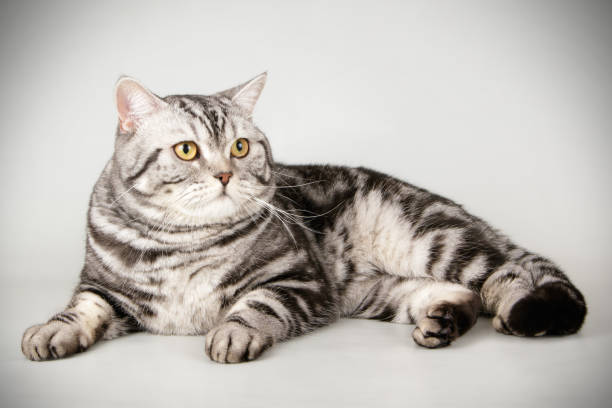 istock scottish straight shorthair cat 1054366672