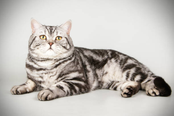 istock scottish straight shorthair cat 1054366692