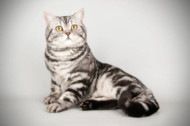 istock scottish straight shorthair cat 1054366722