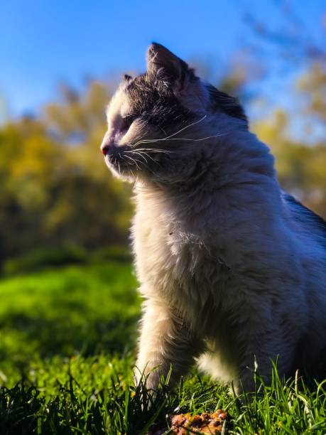 istock Cute cat in the garden 1054368684