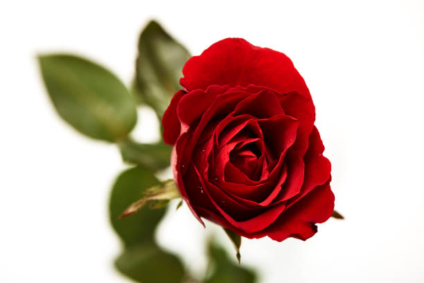 istock one red rose flower head on white background cutout 1054369306