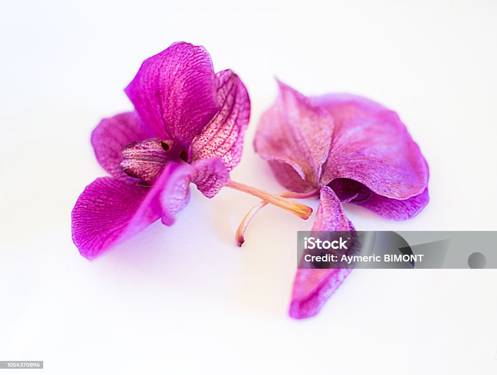 Orchid 2 Purple Orchid, Flower Flower Stock Photo