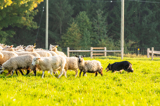 A trained sheepdog herding a flock of sheep