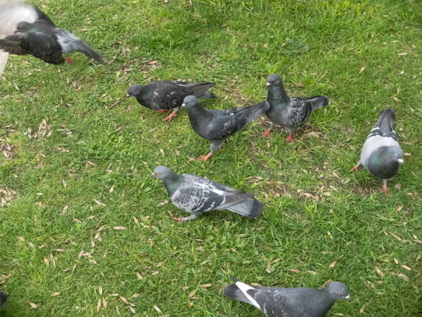 istock Pigeons are feeding in the park. 1054380554
