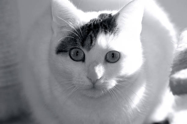 istock Portrait of a beautiful white cat 1054382484