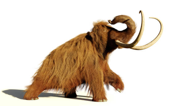istock woolly mammoth, walking prehistoric mammal isolated with shadow on white background 1054386960