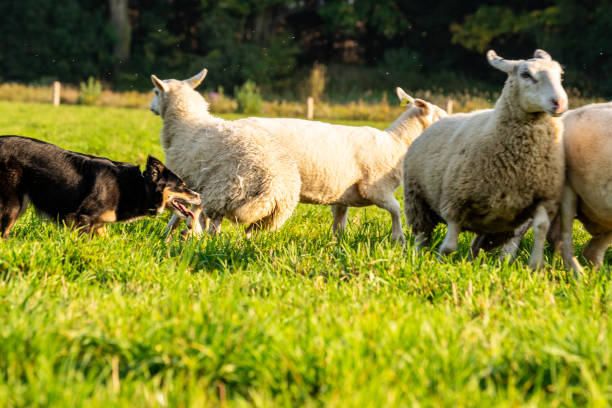 istock A trained sheepdog herding a flock of sheep 1054391090