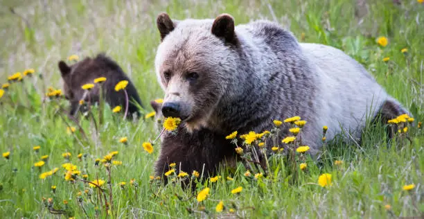 Grizzly bear in the wild