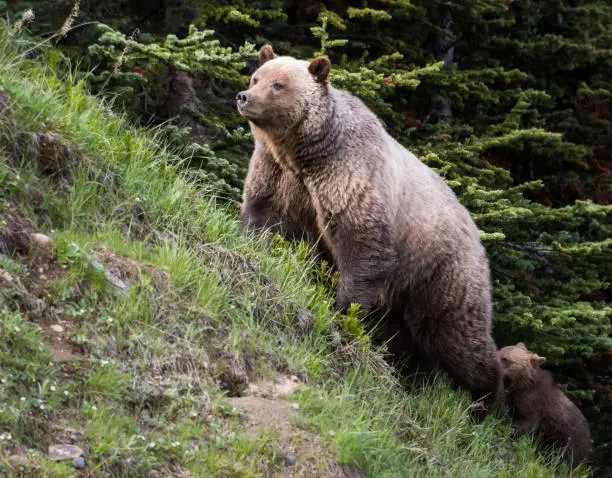 Grizzly bear in the wild