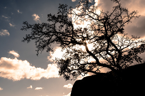 Silhouette of a hawthorn tree against sky, cloud and sun with the cliff edge of a mountain promontory.  Cave Hill, Belfast, Northern Ireland.  The hawthorn tree (Crataegus monogyna) is also know as the May Tree for the period of year in Ireland and Great Britain when it blooms.  In Ireland and Great Britain it was believed that bringing hawthorn blossom into the house would be followed by illness and death, and in Medieval times it was said that hawthorn blossom smelled like the Great Plague. Botanists later learned that the chemical trimethylamine in hawthorn blossom is also one of the first chemicals formed in decaying animal tissue, so it is not surprising that hawthorn flowers are associated with death.