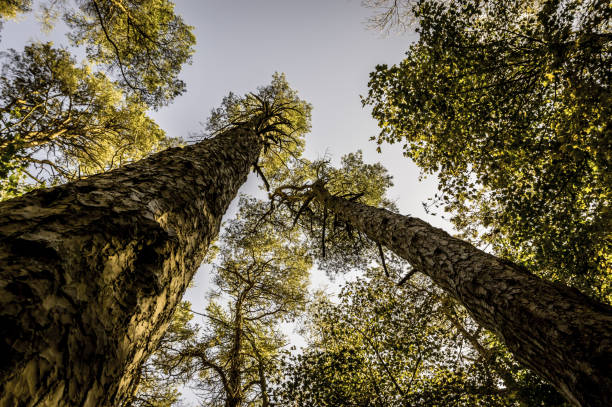 Scots Pines, from below, in a mixed woodland (Cave Hill municipal park, Belfast, Northern Ireland).  Scots pine (Pinus sylvestris) is the only truly native pine in the Ireland and Great Britain.  It thrives in heathland and is widely planted for timber.  There is little folklore associated with the Scots pine, although there is some history of spiritual significance, which can be traced back to Celtic times.