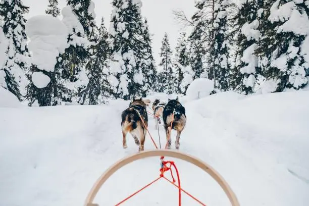 Riding husky dogs sledge in snow winter forest, Finland, Lapland