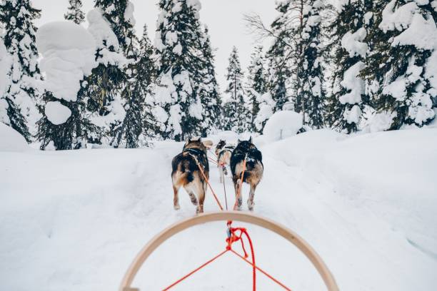 rider husky hundar sledge i snö vinter skog i finland, lappland - arbetsdjur bildbanksfoton och bilder