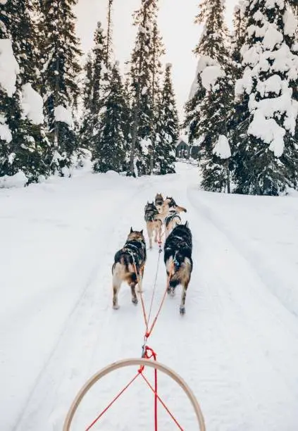 Riding husky dogs sledge in snow winter forest, Finland, Lapland