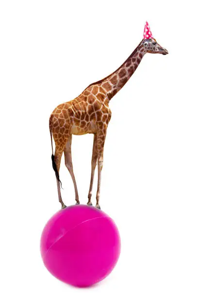 Photo of Side View Of Giraffe Standing On Pink Ball Over White Background