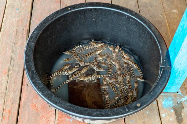 istock Baby Crocodiles in a bucket 1054395004
