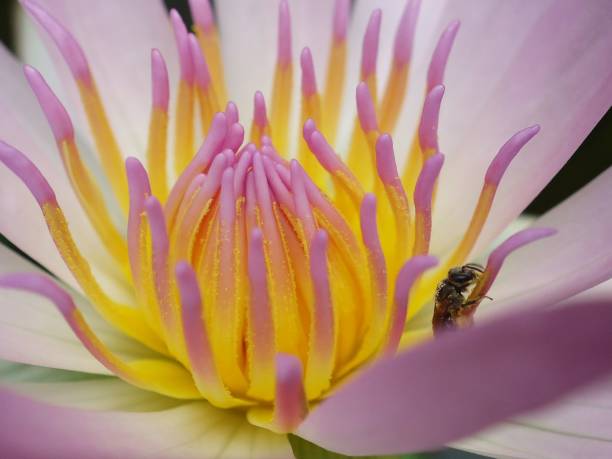 istock Close-Up Of Bee On Flower 1054395044