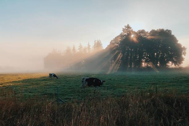 istock Cows standing in a field with sunshine rays and fog 1054398730