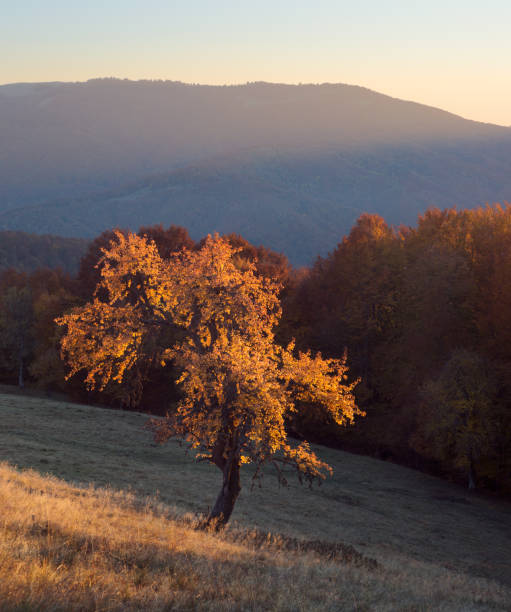 istock Lonely tree in autumn Carpathians 1054400360