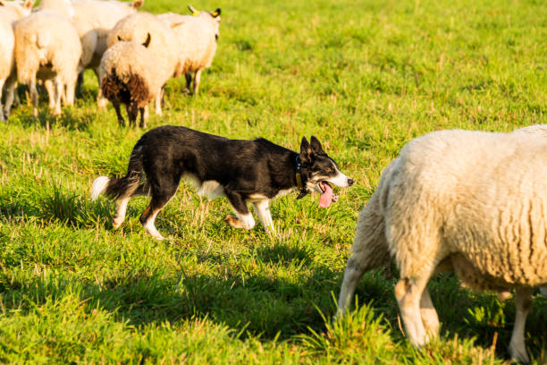 istock A trained sheepdog herding a flock of sheep 1054400678